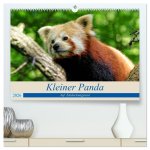 Kleiner Panda auf Entdeckungstour (hochwertiger Premium Wandkalender 2026 DIN A2 quer), Kunstdruck in Hochglanz