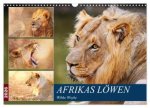 Afrikas Löwen 2026 (Wandkalender 2026 DIN A3 quer), CALVENDO Monatskalender