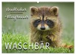 Waschbär - Niedlicher Allesfresser (Wandkalender 2026 DIN A2 quer), CALVENDO Monatskalender