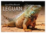 Wunderschöner Leguan (Wandkalender 2026 DIN A2 quer), CALVENDO Monatskalender
