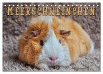 Meerschweinchen - so süß (Tischkalender 2026 DIN A5 quer), CALVENDO Monatskalender