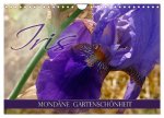 Iris - mondäne Gartenschönheit (Wandkalender 2026 DIN A4 quer), CALVENDO Monatskalender