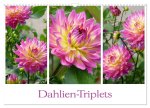 Dahlien-Triplets (Wandkalender 2026 DIN A3 quer), CALVENDO Monatskalender