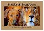 Rhodesian Ridgeback der Hund mit dem Tropfen Löwenblut (Wandkalender 2026 DIN A2 quer), CALVENDO Monatskalender