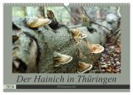 Der Hainich in Thüringen - Weltnaturerbe (Wandkalender 2026 DIN A3 quer), CALVENDO Monatskalender