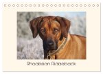 Rhodesian Ridgeback Power aus Südafrika (Tischkalender 2026 DIN A5 quer), CALVENDO Monatskalender