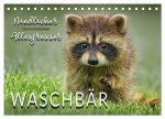 Waschbär - Niedlicher Allesfresser (Tischkalender 2026 DIN A5 quer), CALVENDO Monatskalender