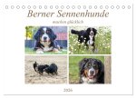 Berner Sennenhunde machen glücklich (Tischkalender 2026 DIN A5 quer), CALVENDO Monatskalender