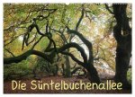Die Süntelbuchenallee (Wandkalender 2026 DIN A2 quer), CALVENDO Monatskalender