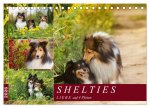 SHELTIES Liebe auf 4 Pfoten (Tischkalender 2026 DIN A5 quer), CALVENDO Monatskalender