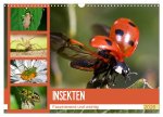 Insekten. Faszinierend und wichtig (Wandkalender 2026 DIN A3 quer), CALVENDO Monatskalender