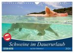 Schweine im Dauerurlaub auf den Bahamas! (Wandkalender 2026 DIN A4 quer), CALVENDO Monatskalender