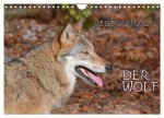 Begegnungen DER WOLF (Wandkalender 2026 DIN A4 quer), CALVENDO Monatskalender