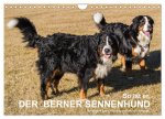So ist er. Der Berner Sennenhund (Wandkalender 2026 DIN A4 quer), CALVENDO Monatskalender