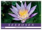 Seerosen - Königin der Gartenteiche (Wandkalender 2026 DIN A4 quer), CALVENDO Monatskalender