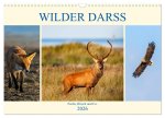 Wilder Darß - Fuchs, Hirsch und Co. 2026 (Wandkalender 2026 DIN A3 quer), CALVENDO Monatskalender