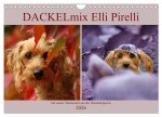 DACKELmix Elli Pirelli (Wandkalender 2026 DIN A4 quer), CALVENDO Monatskalender