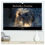 Bolonka Zwetna 2026 (hochwertiger Premium Wandkalender 2026 DIN A2 quer), Kunstdruck in Hochglanz