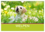 Welpen im Frühling (Wandkalender 2026 DIN A4 quer), CALVENDO Monatskalender