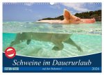 Schweine im Dauerurlaub auf den Bahamas! (Wandkalender 2026 DIN A3 quer), CALVENDO Monatskalender