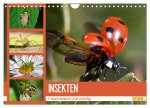 Insekten. Faszinierend und wichtig (Wandkalender 2026 DIN A4 quer), CALVENDO Monatskalender