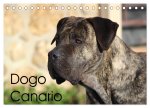 Dogo Canario (Tischkalender 2026 DIN A5 quer), CALVENDO Monatskalender