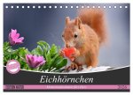 Eichhörnchen Momentaufnahmen fürs Herz (Tischkalender 2026 DIN A5 quer), CALVENDO Monatskalender