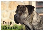 Dogo Canario (Wandkalender 2026 DIN A4 quer), CALVENDO Monatskalender