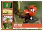 Insekten. Faszinierend und wichtig (Wandkalender 2026 DIN A2 quer), CALVENDO Monatskalender