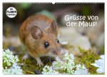 Grüsse von der Maus! (Wandkalender 2026 DIN A2 quer), CALVENDO Monatskalender