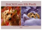 DACKELmix Elli Pirelli (Wandkalender 2026 DIN A3 quer), CALVENDO Monatskalender