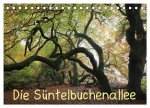 Die Süntelbuchenallee (Tischkalender 2026 DIN A5 quer), CALVENDO Monatskalender