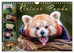 Kleiner Panda (Wandkalender 2026 DIN A4 quer), CALVENDO Monatskalender