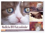 Niedliche BKH Katzenkinder (Wandkalender 2026 DIN A3 quer), CALVENDO Monatskalender