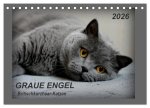 GRAUE ENGEL Britischkurzhaar-Katzen (Tischkalender 2026 DIN A5 quer), CALVENDO Monatskalender