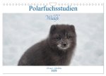 Polarfuchsstudien Wildlife (Wandkalender 2026 DIN A4 quer), CALVENDO Monatskalender