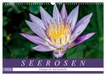 Seerosen - Königin der Gartenteiche (Wandkalender 2026 DIN A3 quer), CALVENDO Monatskalender