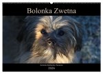 Bolonka Zwetna 2026 (Wandkalender 2026 DIN A2 quer), CALVENDO Monatskalender