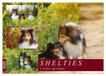 SHELTIES Liebe auf 4 Pfoten (Wandkalender 2026 DIN A2 quer), CALVENDO Monatskalender