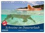 Schweine im Dauerurlaub auf den Bahamas! (Tischkalender 2026 DIN A5 quer), CALVENDO Monatskalender
