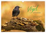 Bunte Vögel am Futterplatz (Wandkalender 2026 DIN A3 quer), CALVENDO Monatskalender