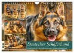 Deutscher Schäferhund. Familienheld, Sportskanone und loyaler Diensthund (Wandkalender 2026 DIN A4 quer), CALVENDO Monatskalender