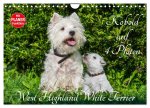 Kobold auf 4 Pfoten - West Highland White Terrier (Wandkalender 2026 DIN A4 quer), CALVENDO Monatskalender