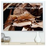 Reptilien auf Madagaskar (hochwertiger Premium Wandkalender 2026 DIN A2 quer), Kunstdruck in Hochglanz