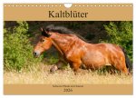 Kaltblüter - Schwere Pferde mit Charme (Wandkalender 2026 DIN A4 quer), CALVENDO Monatskalender