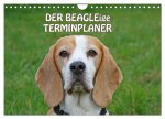 DER BEAGLEige TERMINPLANER (Wandkalender 2026 DIN A4 quer), CALVENDO Monatskalender
