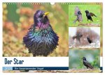 Der Star (Wandkalender 2026 DIN A3 quer), CALVENDO Monatskalender