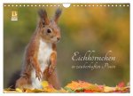 Eichhörnchen in zauberhaften Posen (Wandkalender 2026 DIN A4 quer), CALVENDO Monatskalender