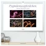 Pygmäenseepferdchen, kleines Pferd ganz groß (hochwertiger Premium Wandkalender 2026 DIN A2 quer), Kunstdruck in Hochglanz
