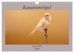 Kanarienvögel - Bunte Welt (Wandkalender 2026 DIN A4 quer), CALVENDO Monatskalender